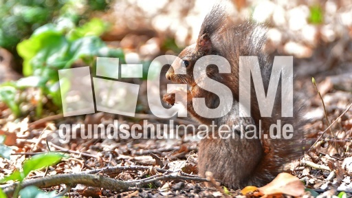 Eichhörnchen (16).jpg